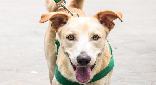 HOSPITAL VETERINÁRIO DO RECIFE OFERECE MIL VAGAS PARA CASTRAÇÃO EM NOVEMBRO;