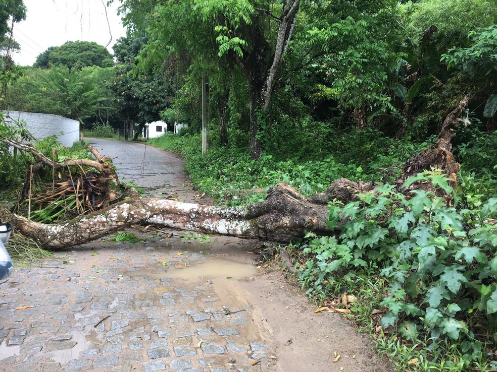 ÁRVORE CAI E CAUSA TRANSTORNOS EM ESTRADA EM ALDEIA, EM CAMARAGIBE